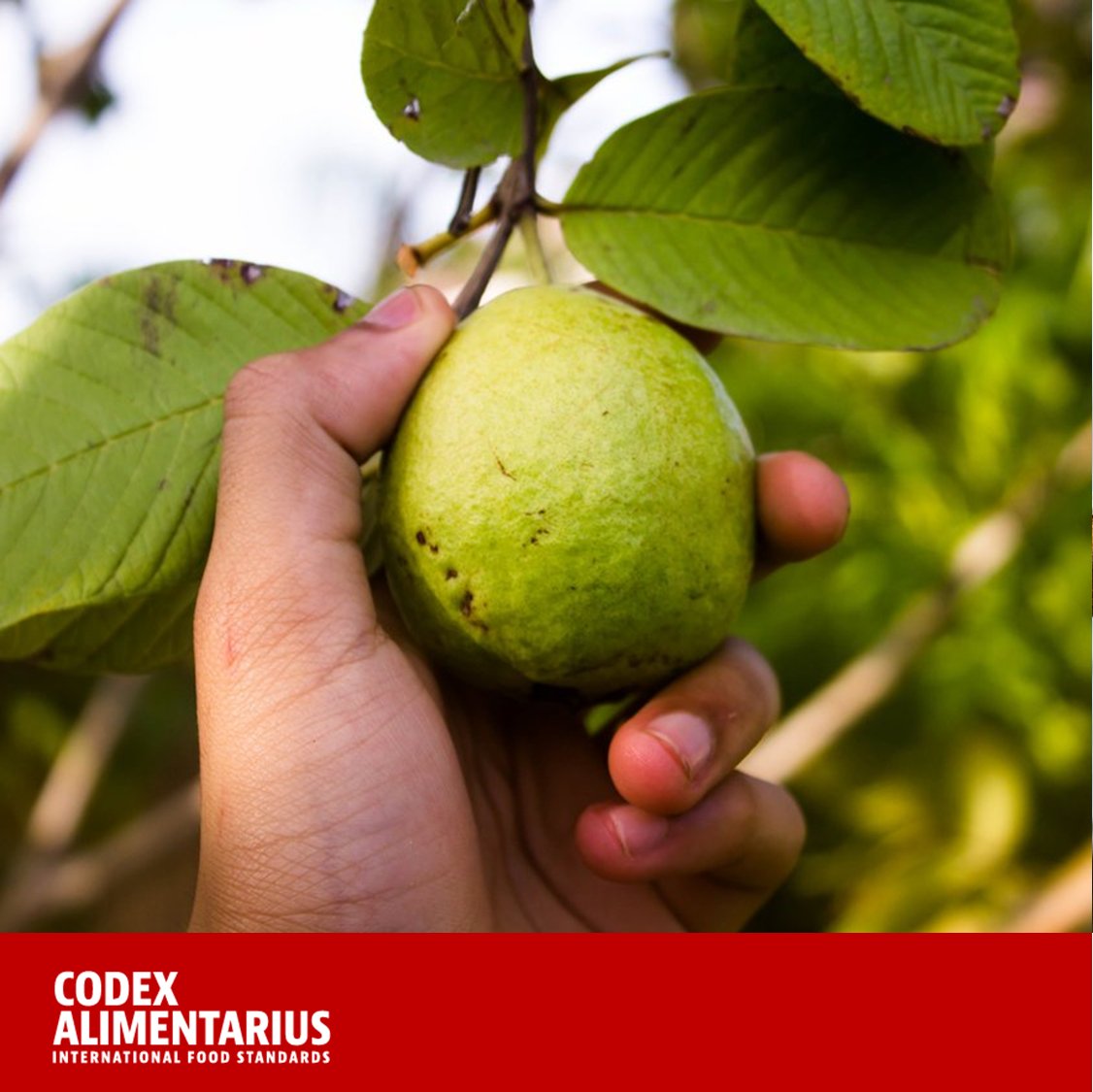 FAOWHOCodex's tweet photo. 📙 | #CodexAdmin is in love with guavas 🧡
👉Guavas are incredibly delicious fruits packed with nutrients, and the rind of a guava has more vitamin C than an entire 🍊
👉 To protect consumer health, #Codex adopted a standard for this fruit ➡️https://t.co/NtGAtO4MuS
#FoodSafety https://t.co/COkS7OWALv