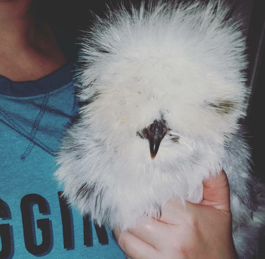 AlabamaSilkies's tweet photo. @AMAZlNGNATURE Silkies, will give them a run for their money. https://t.co/T3vaw2yq4T