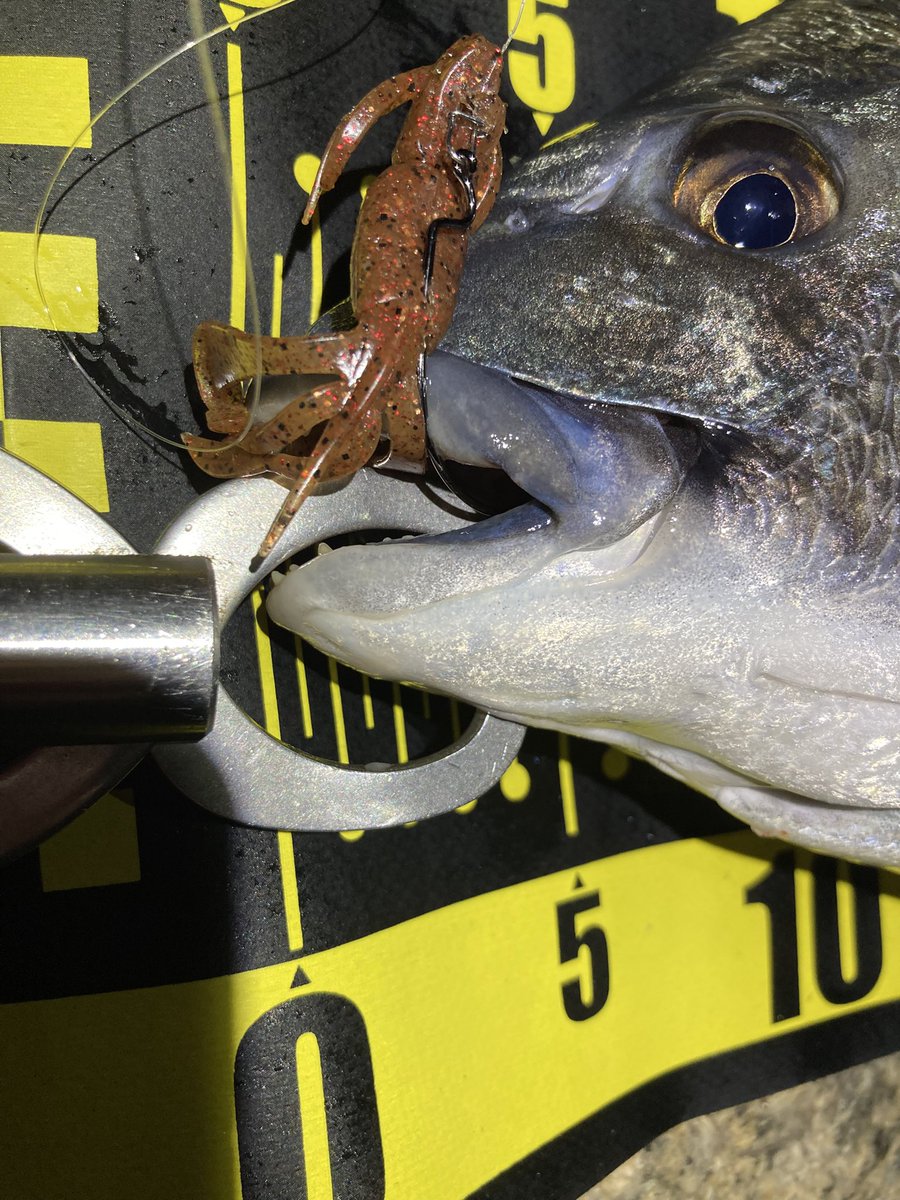 jeross_Chamile's tweet image. マグナムガッシー狙い中にビッグゲスト登場‼️

ステキ針のオフセットフックでガッツリ上顎いただきました🫡

#ライトゲーム
#ガシリング
#ヤマイ
#ステキ針
#Rock_Fish_WGH  Size2/0
#XROS_SENSITIVE
#XSC_74RT_PRO THE SABATO