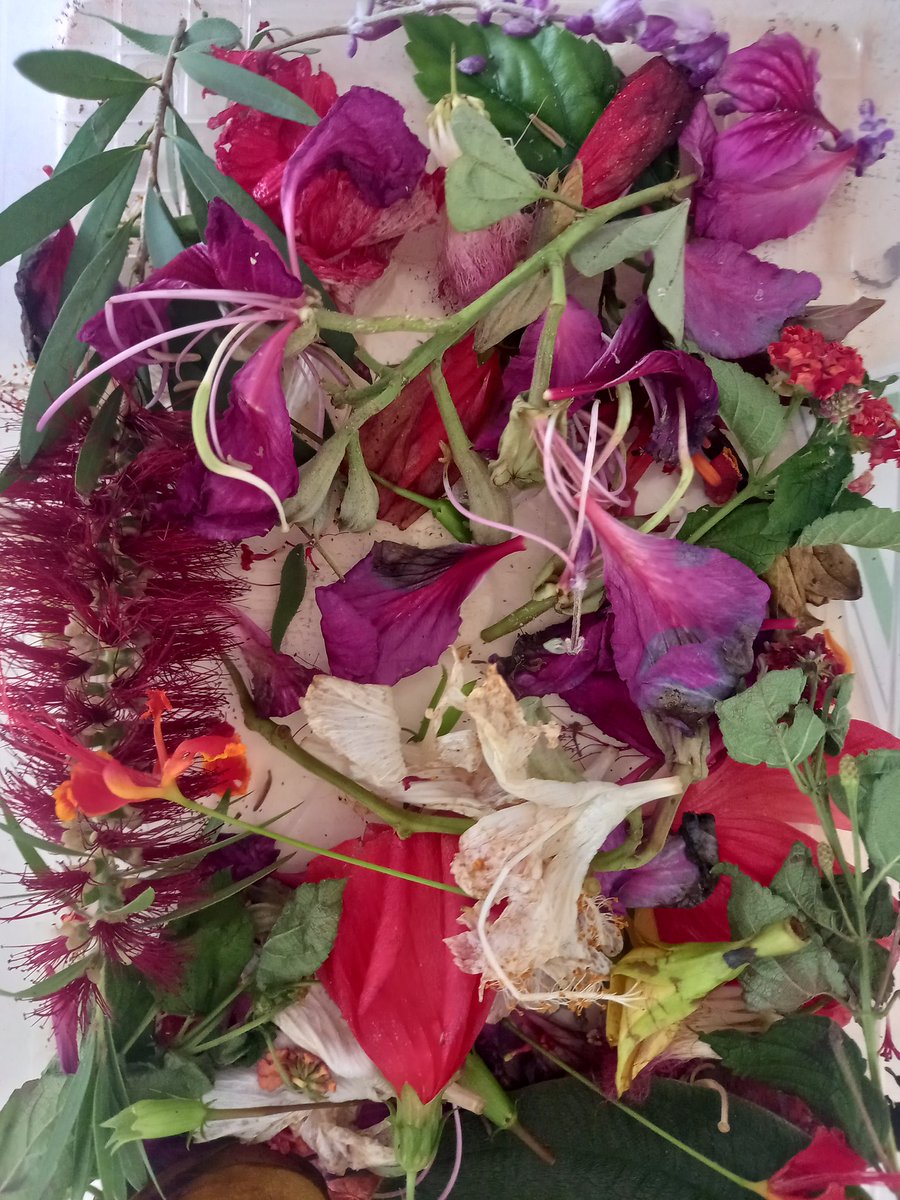 ISU_PYP's tweet photo. An inquiry into flowers in #ISUEarlyChildhood - variety, uses &amp; parts of plants. Particularly liking the flower shop where mathematics &amp; fantastic customer care is in action! #IBPYP #ISULearns https://t.co/7P0FExCfOB