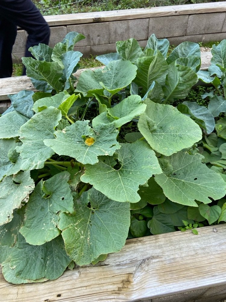 AMS ECHO x Chemours | Our cubs are always excited to garden and learn about plants! | <a href="/chemours/">The Chemours Company</a> <a href="/Sroninub2Newby/">Sharonda Newby, Ed.D</a> <a href="/HeyMrsCarterrrr/">Shonta Henderson-Carter</a> @MMrbracy @theexeceffect @aliefisd | Connect with us: aliefms.aliefisd.net | facebook.com/AMSalief/