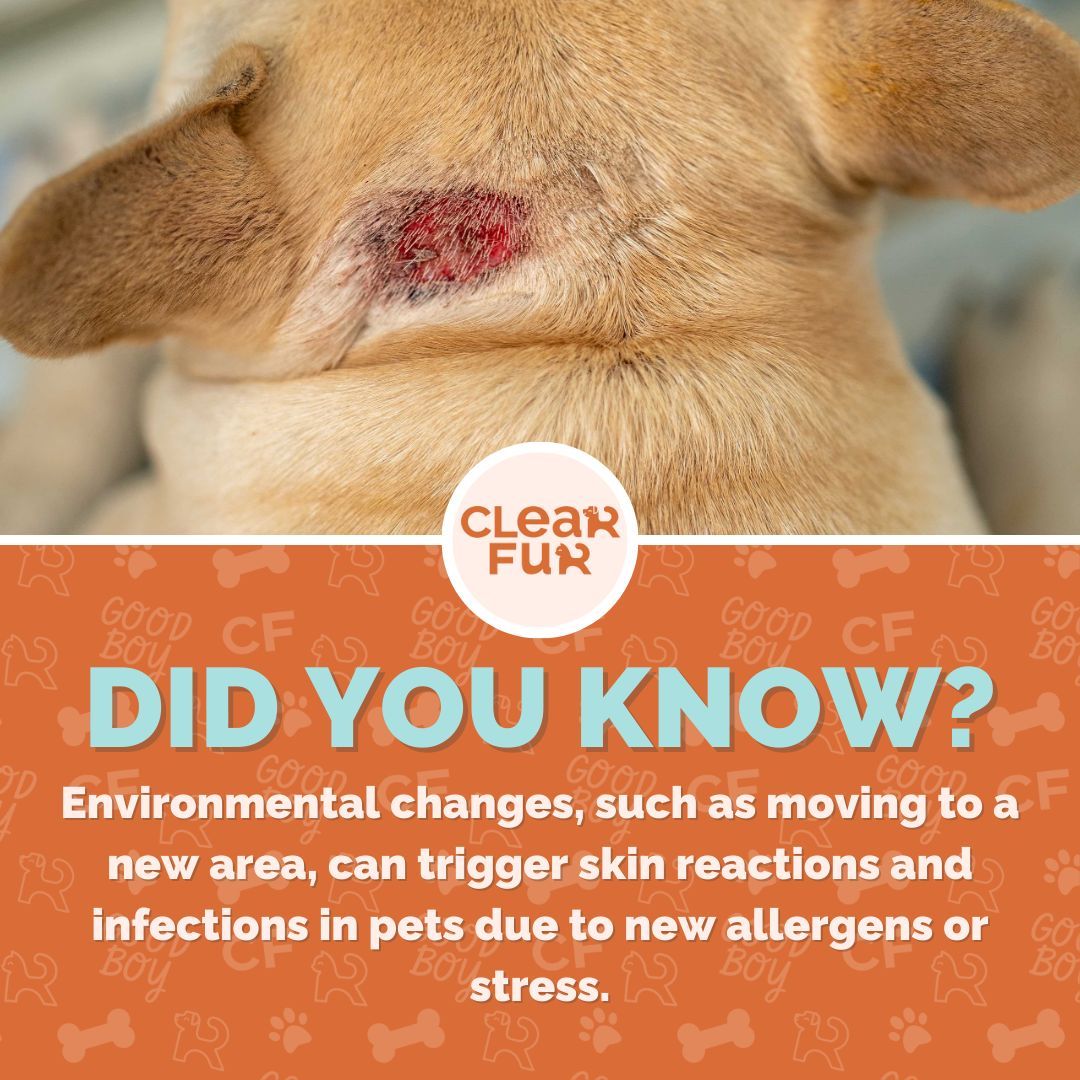 Clearfurco's tweet image. Moved recently and noticing skin issues in your pet? ClearFur Skin Cream helps soothe and heal skin reactions from environmental changes. Give your pet the comfort they need – buy ClearFur today through the link in our bio! #ClearFurHealing #NewEnvironment #PetSkinRelief