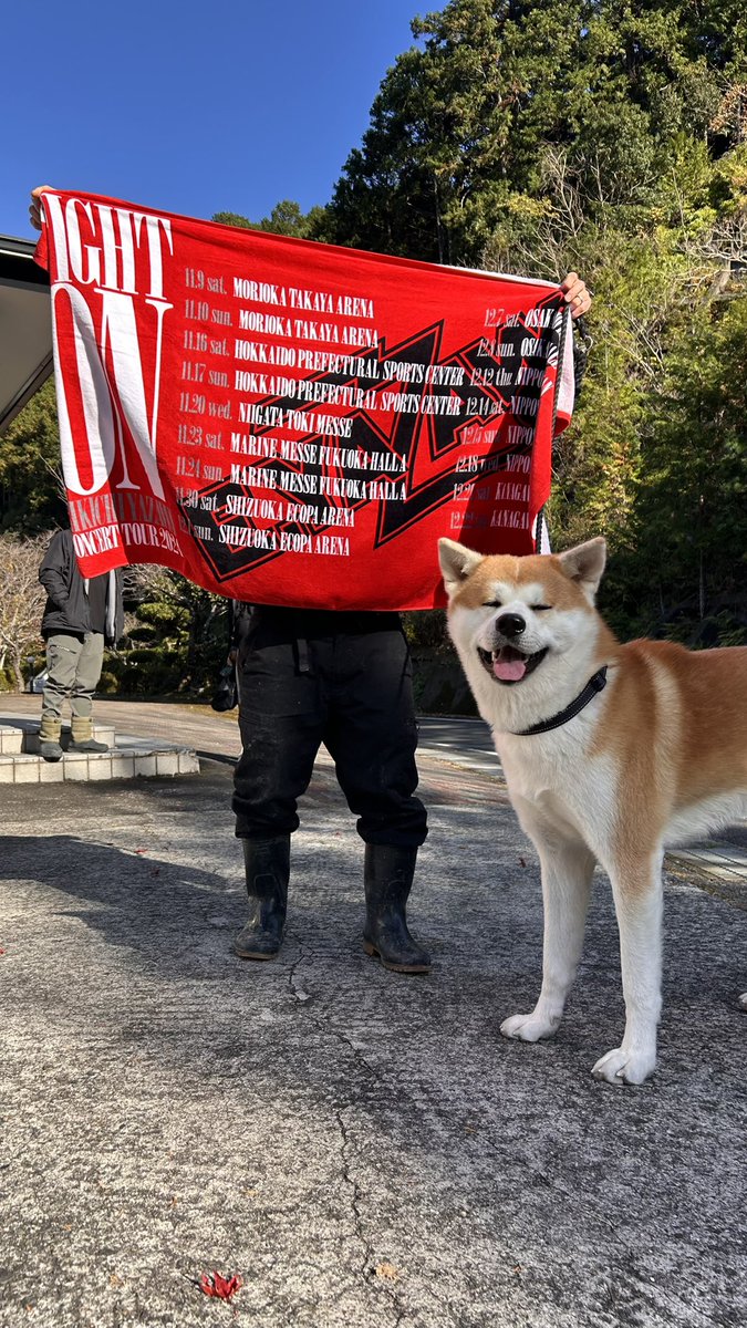 bibi0617bibi's tweet photo. YAZAWAファンのおとうさんから
永吉という名がついた秋田犬。
矢沢永吉のようにキラキラして
みんなに愛されるスターになってね😘

#秋田犬
#YAZAWA
#矢沢永吉 https://t.co/1SgTvSQezo