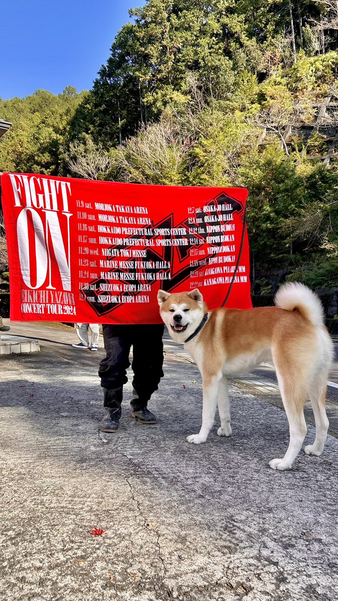 bibi0617bibi's tweet photo. YAZAWAファンのおとうさんから
永吉という名がついた秋田犬。
矢沢永吉のようにキラキラして
みんなに愛されるスターになってね😘

#秋田犬
#YAZAWA
#矢沢永吉 https://t.co/1SgTvSQezo