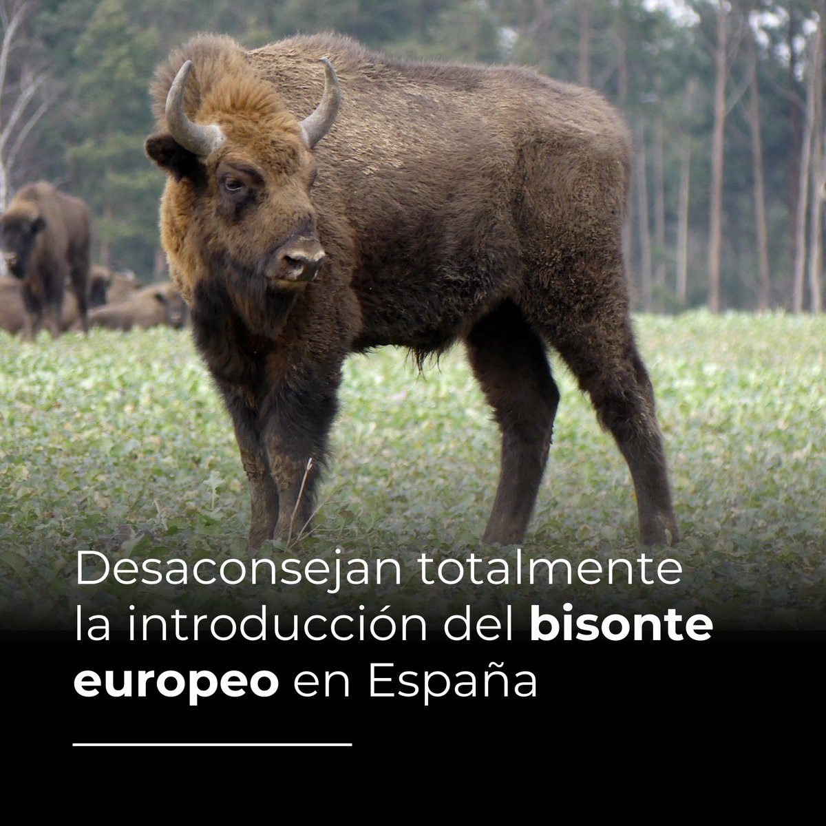 Estación Biológica de Doñana - CSIC (@ebdonana) on Twitter photo Personal científico de 25 instituciones, entre ellas la <a href="/ebdonana/">Estación Biológica de Doñana - CSIC</a>, reflexionan sobre los planes de introducción del bisonte europeo en España.
Por razones ecológicas, bioclimáticas, legales y éticas, es un caso que rebasa los límites del rewilding.
doi.org/10.1111/csp2.1…
🧵👇 Personal científico de 25 instituciones, entre ellas la <a href="/ebdonana/">Estación Biológica de Doñana - CSIC</a>, reflexionan sobre los planes de introducción del bisonte europeo en España.
Por razones ecológicas, bioclimáticas, legales y éticas, es un caso que rebasa los límites del rewilding.
doi.org/10.1111/csp2.1…
🧵👇