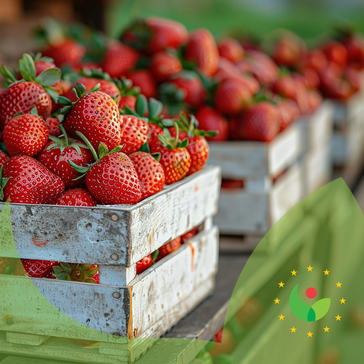 🌍 A new study identifies key genetic markers for breeding better strawberries and proves Europe's impact on strawberry breeding innovation! At CPVO, we ensure that these contributions are protected and celebrated!🍓 
🔗 Learn more about our mission:
lnkd.in/dksYciJ