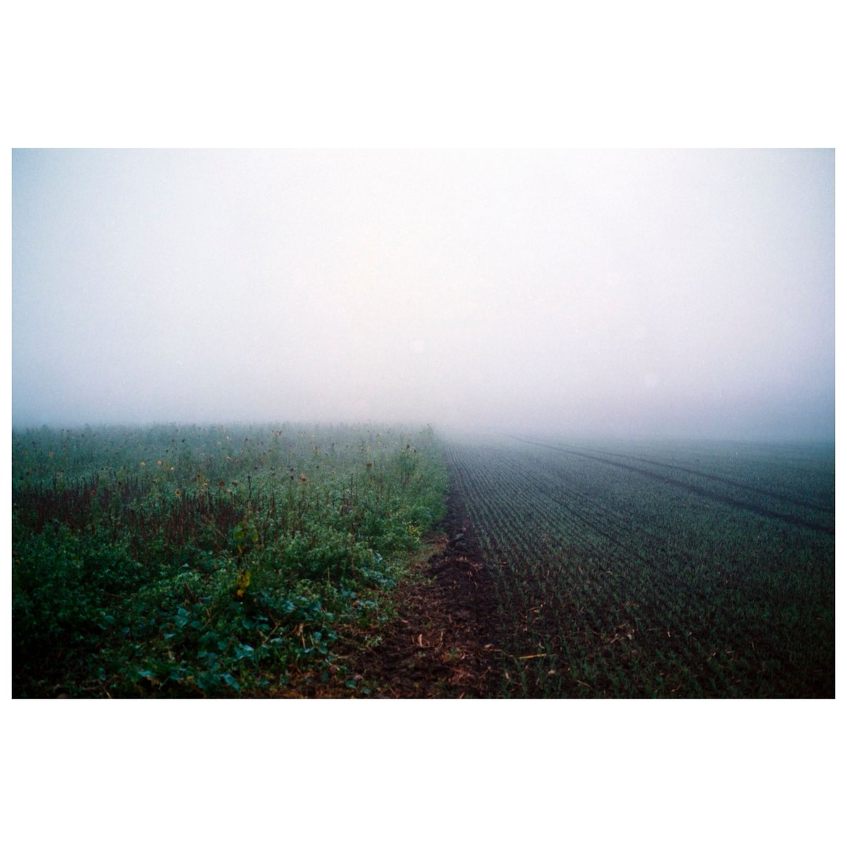 ksaweryoroczko's tweet photo. Sunflower field shoot using Noble Design 16x7 and Fuji GW690 III.
#nobledesign #6x17 #Fuji6x9 #analogphotography #filmphotography #analogfilm #portra400 #analogcamera https://t.co/nZV2IiCr5L