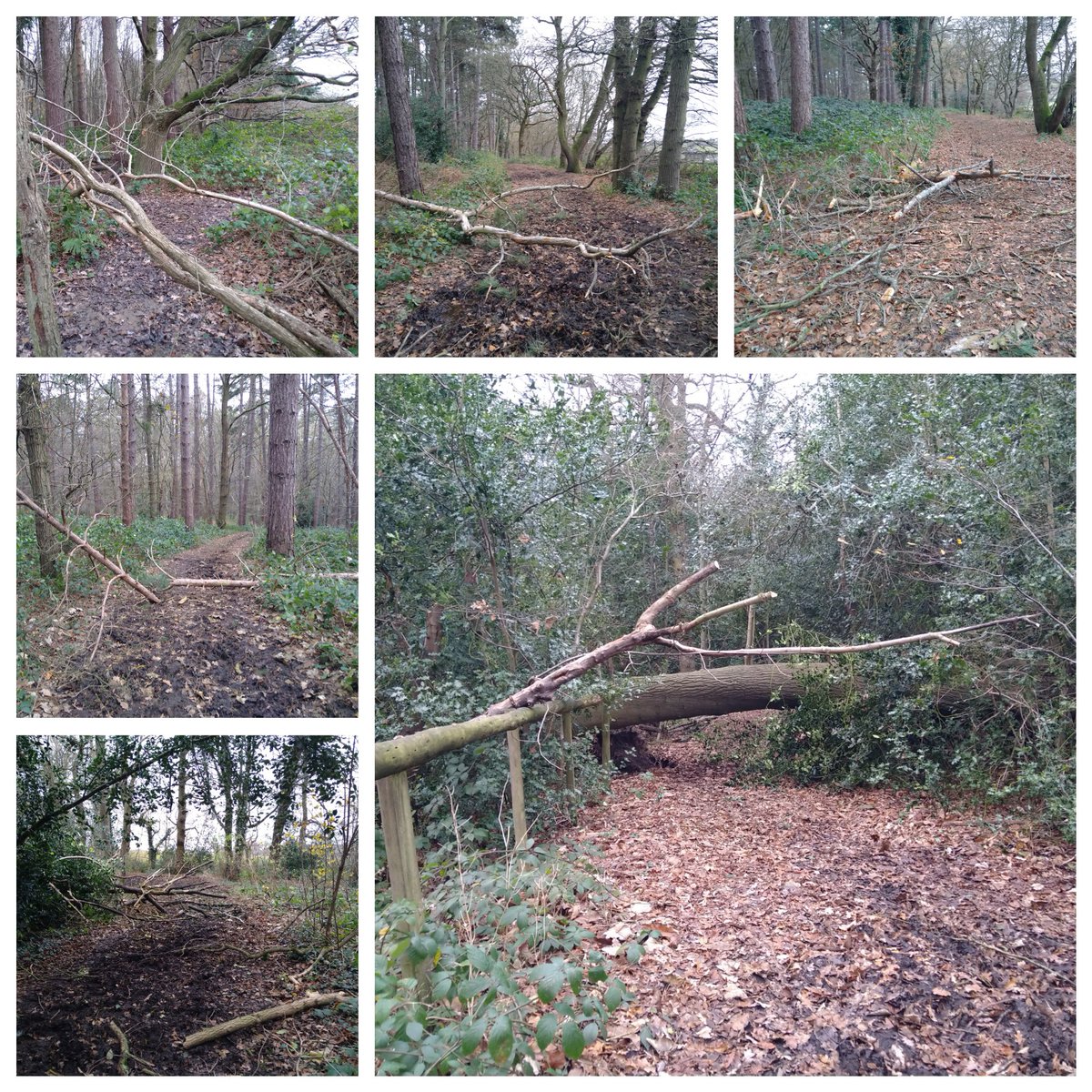 Had to negotiate some #StormDarragh debris today! That's 528.47 miles run so far this year. #Run2024 #ukrunchat