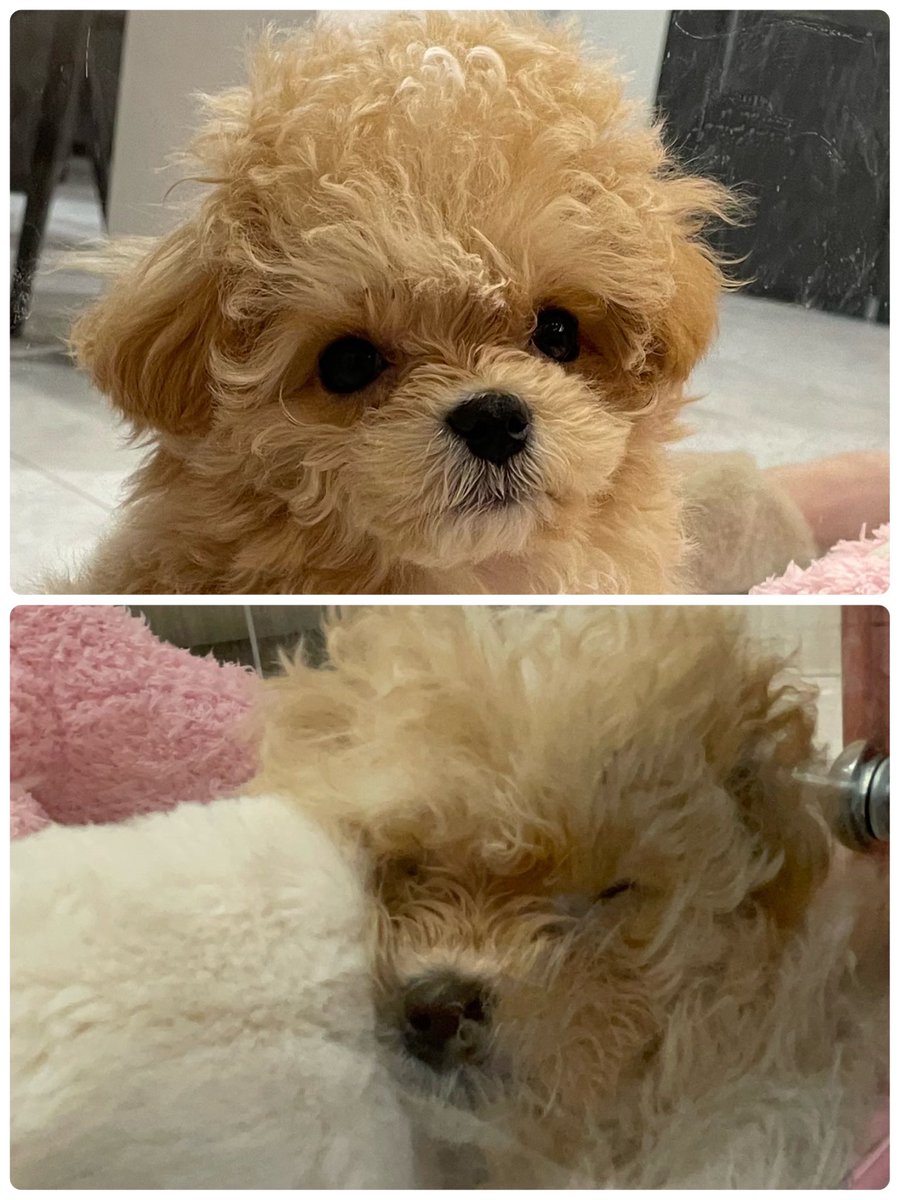 Late_Moca_O's tweet photo. きゃわいい🐶 https://t.co/JQV32Vc5wq