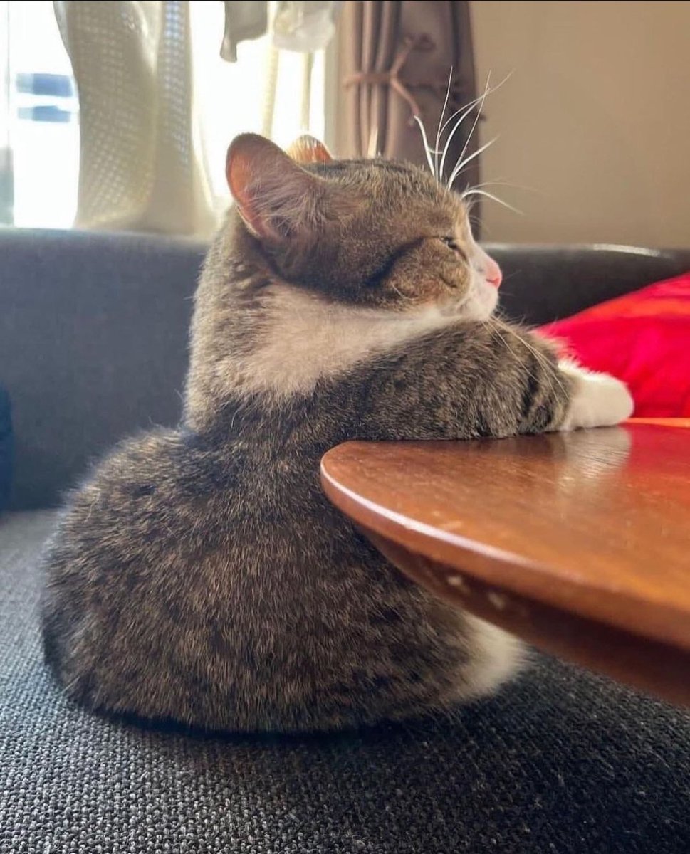 Catsillyness's tweet photo. "1 warm milk please" https://t.co/7maFsoRi1C