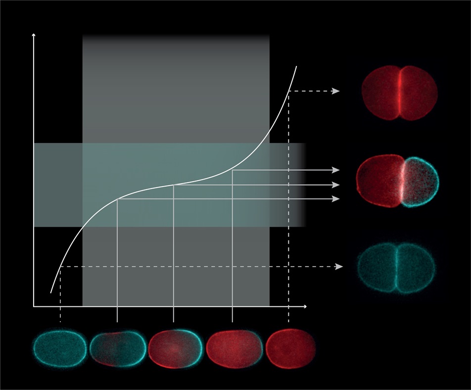 PLOS Biology (@plosbiology) on Twitter photo Developmental outcomes need to be robust to environmental perturbations. <a href="/goehring_lab/">Goehring Lab</a> shows that in #Celegans zygotes, PAR-dependent asymmetric #CellDivision is resistant to variations in local protein concentration & symmetry-breaking cues #PLOSBiology plos.io/3VuNjzG Developmental outcomes need to be robust to environmental perturbations. <a href="/goehring_lab/">Goehring Lab</a> shows that in #Celegans zygotes, PAR-dependent asymmetric #CellDivision is resistant to variations in local protein concentration & symmetry-breaking cues #PLOSBiology plos.io/3VuNjzG
