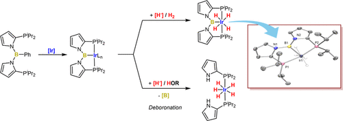 bhkenlo's tweet photo. Iridium Complexes of a Bis(N-pyrrolyl)boryl/Bis(phosphine) PBP Pincer Ligand | Inorganic Chemistry https://t.co/yCwTY35bnn Ozerov and co-workers @InorgChem #iridium #pyrrolyl #boryl #phosphine #PBP #pincer #polyhydride #protolysis https://t.co/16umIXmi0s