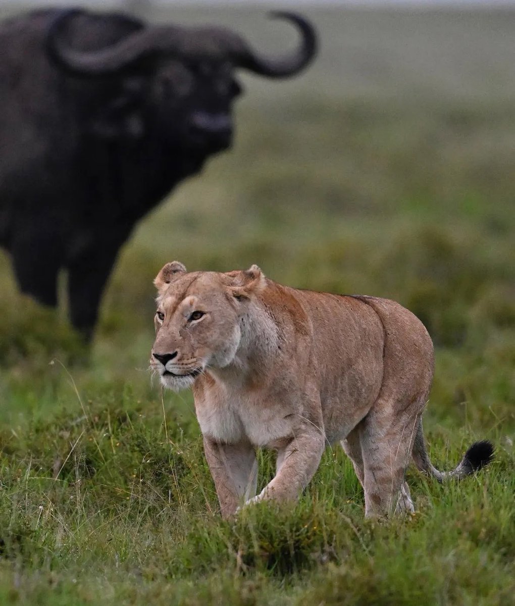 arihoamos2's tweet photo. Surely, of all the wonders of the world, the horizon is the greatest. Get up close to the majestic mountain Gorillas 
@ExploreUganda 
@UN_Women @UnibetFrance @BradleyCarl256 #Bitcoin #ไรเดอร์เจอผี #hadeb #showbiz譲  #barbacena #ZeePruk1stSingle  #LLDL #Christmas 
@NatGeo https://t.co/S9yJ3fBhTc