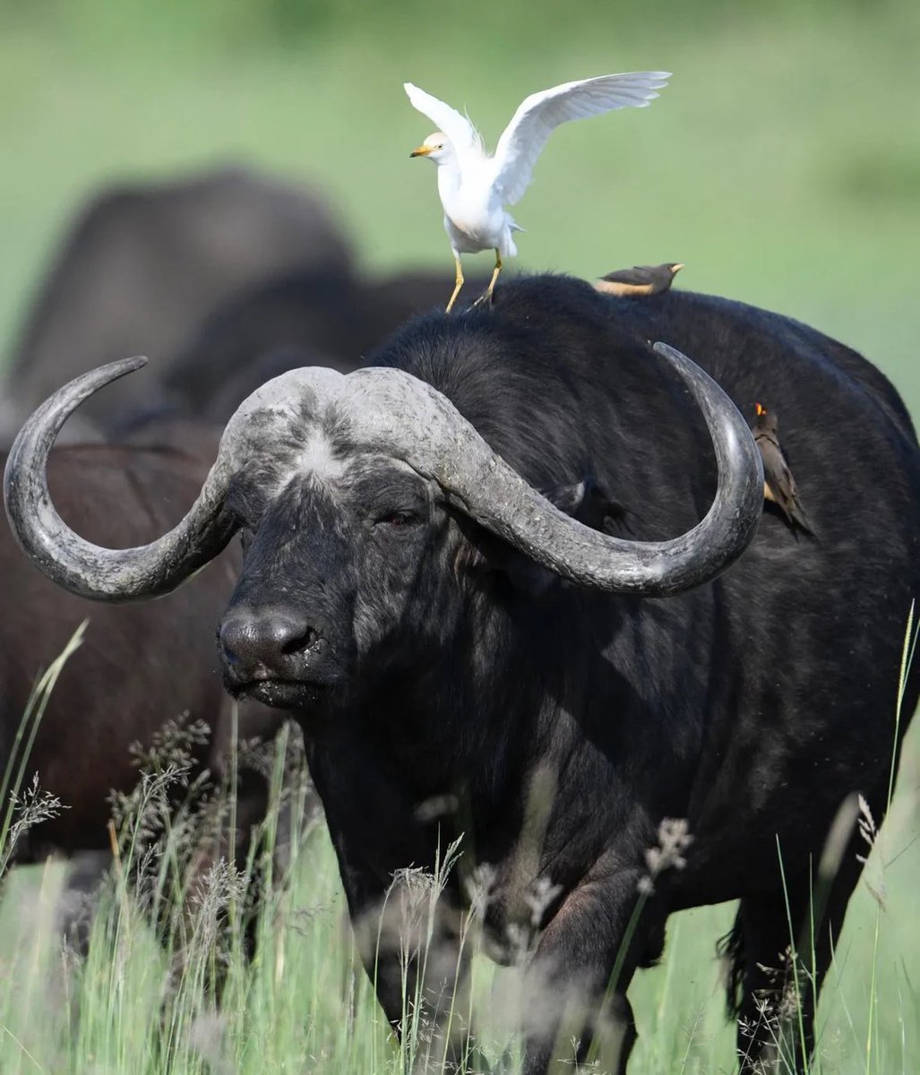 arihoamos2's tweet photo. Surely, of all the wonders of the world, the horizon is the greatest. Get up close to the majestic mountain Gorillas 
@ExploreUganda 
@UN_Women @UnibetFrance @BradleyCarl256 #Bitcoin #ไรเดอร์เจอผี #hadeb #showbiz譲  #barbacena #ZeePruk1stSingle  #LLDL #Christmas 
@NatGeo https://t.co/S9yJ3fBhTc