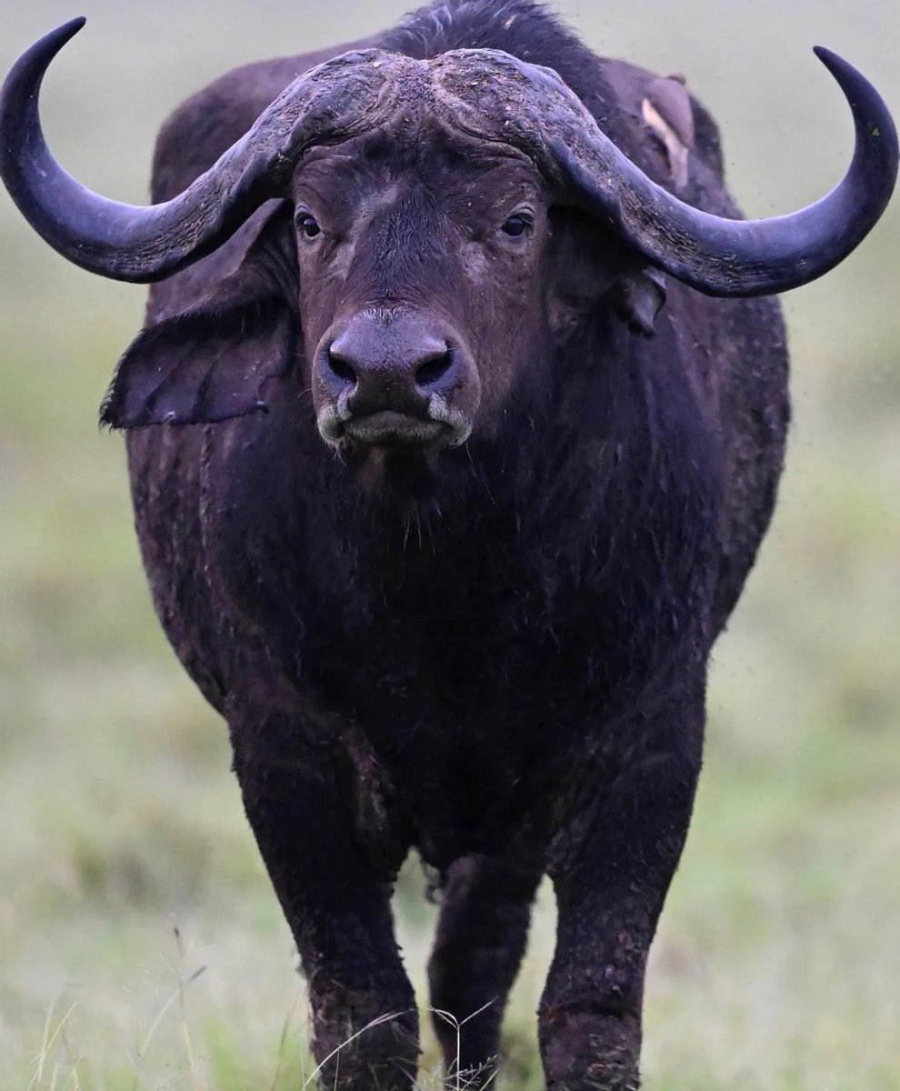 arihoamos2's tweet photo. Surely, of all the wonders of the world, the horizon is the greatest. Get up close to the majestic mountain Gorillas 
@ExploreUganda 
@UN_Women @UnibetFrance @BradleyCarl256 #Bitcoin #ไรเดอร์เจอผี #hadeb #showbiz譲  #barbacena #ZeePruk1stSingle  #LLDL #Christmas 
@NatGeo https://t.co/S9yJ3fBhTc