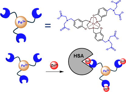 bhkenlo's tweet photo. Zn(II)-Responsive MRI Probe Based on an Fe(III) Macrocyclic Complex | Inorganic Chemistry https://t.co/cH8fz7rc7I Morrow and co-workers @InorgChem #zinc #MRI #iron #macrycyclic #contrast_agents #HSA #relaxivity https://t.co/88XjUIJGjB