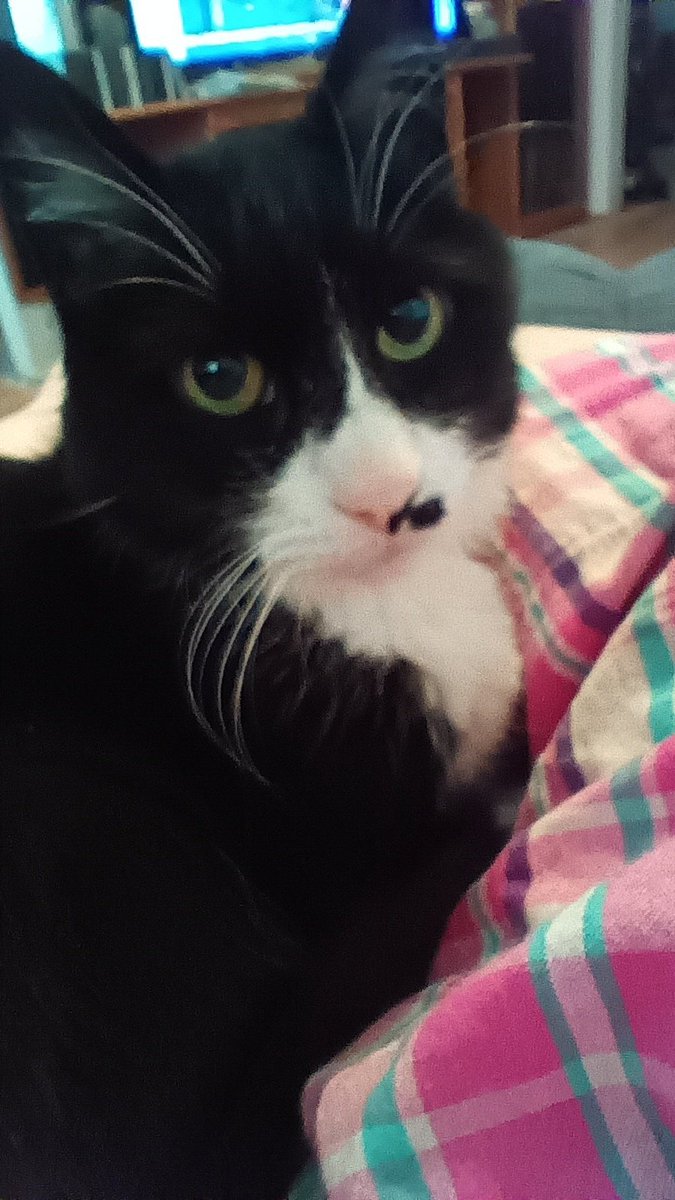 Happy #TuxieTuesday fellow #Tuxies! 🍣 It's our day! 🙌 Lubs yous all TONS! 🐈‍⬛🐾❤️ <a href="/TribeOfMa/">TheTribeOfMa</a> <a href="/CinniMini2/">Angels Cinni, Oreo, and Hydrox</a> <a href="/crusherofworlds/">Izzy (boy type tuxie) 🏳️‍🌈🏳️‍⚧️</a> <a href="/DougieThreeLegs/">Dougie</a> @IzzyTizzy5 <a href="/MightyMolasses/">Mo🐈‍⬛ & Jo👵</a> <a href="/ndcenzo/">Dr Watson RIP & baby brother Sherlock Holmes & mom</a> <a href="/NicaTheCato/">Nica 🖤🤍🖤</a> <a href="/PrimroseTheCat_/">💐Primrose 💐🐾 ☀️</a> <a href="/allythe_cat/">ally 🤍</a> <a href="/LadyLiquorice15/">Liquorice</a> <a href="/TuxTedTabbyMag/">Georgene</a> <a href="/PickleAndNancy/">Pickle and Nancy</a>