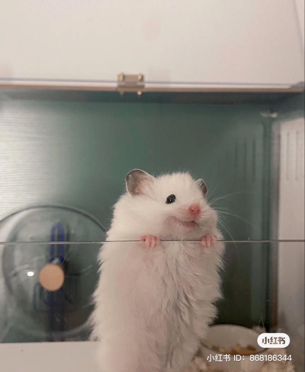 💖 (@twaniimals) on Twitter photo 