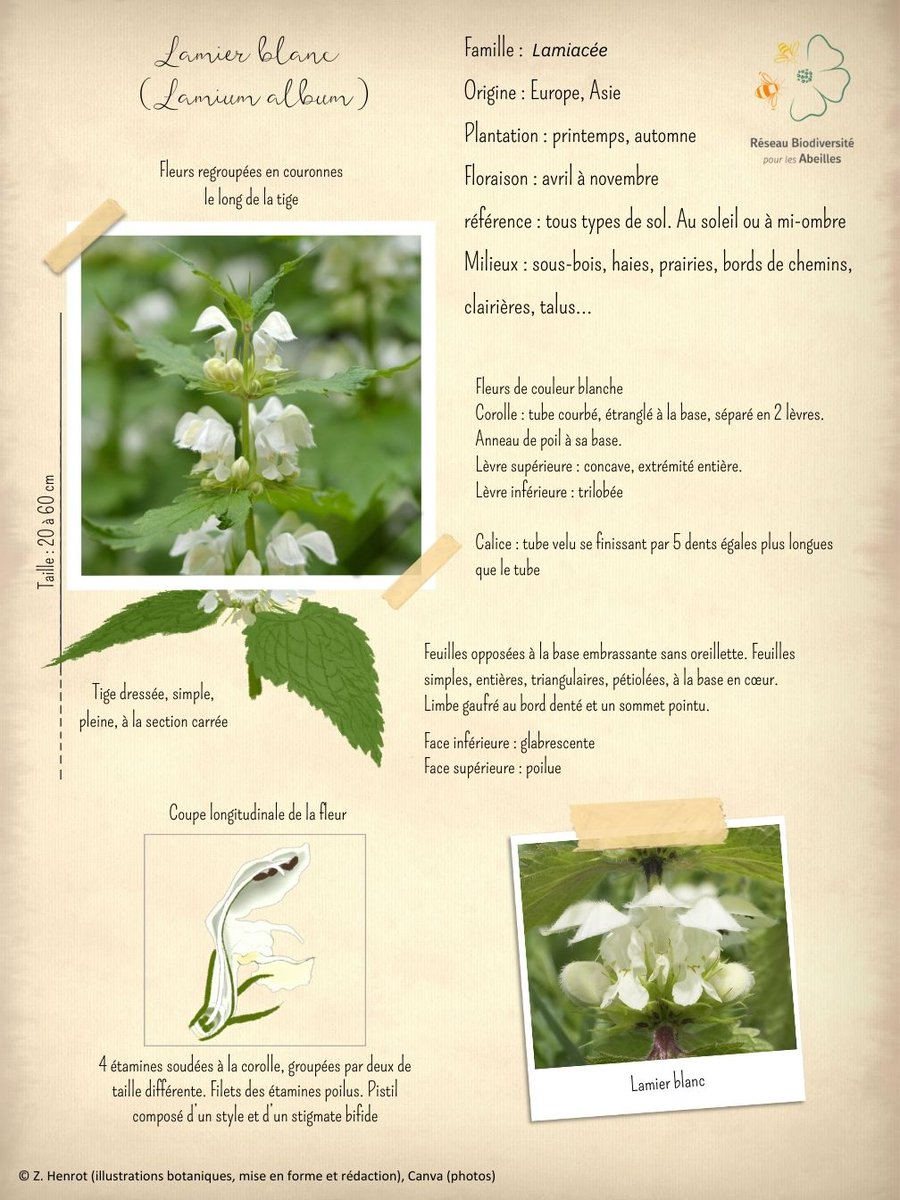 Réseau Biodiversité pour les Abeilles (RBA) tweet media