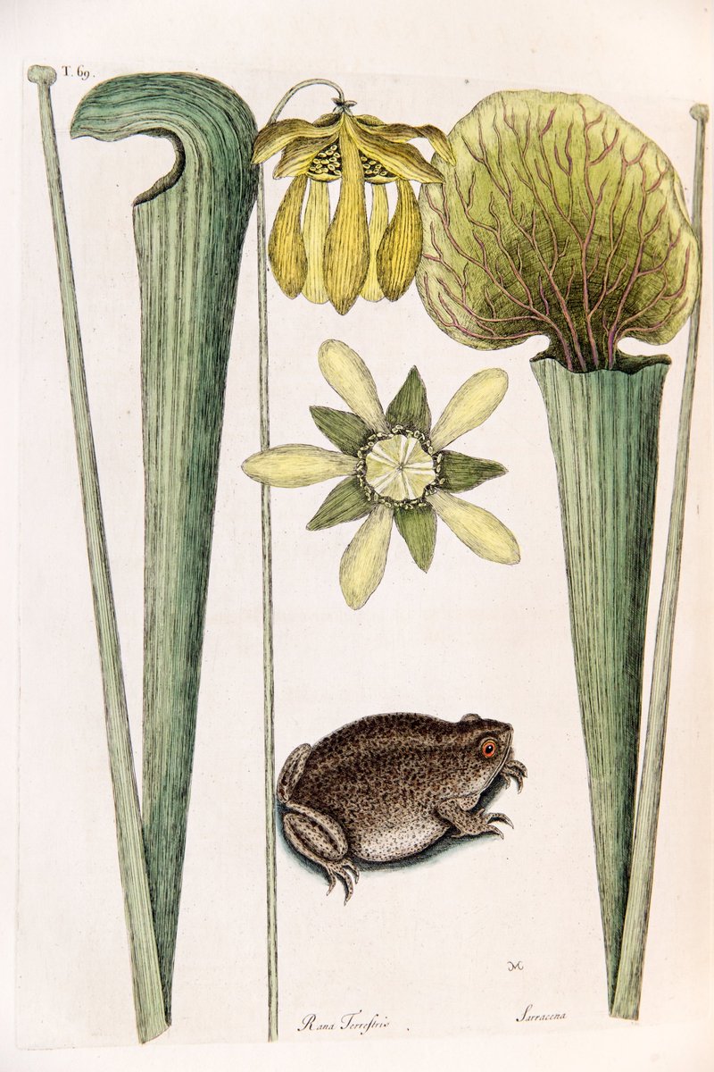 ZSLLibrary's tweet image. #HappyNewYear 
Do hope you enjoyed our 12 days of #frogmas in the run-up to New Year. Our posts featured depictions of frogs in our #specialcollections and @zsllondonzoo.
There were so many, we were very selective so here are just a few we missed but would like to share!🐸