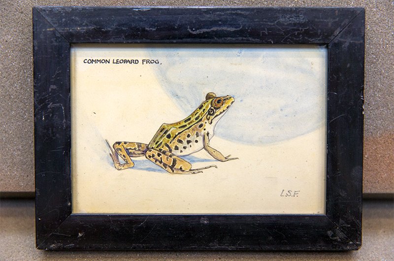 ZSLLibrary's tweet image. #HappyNewYear 
Do hope you enjoyed our 12 days of #frogmas in the run-up to New Year. Our posts featured depictions of frogs in our #specialcollections and @zsllondonzoo.
There were so many, we were very selective so here are just a few we missed but would like to share!🐸