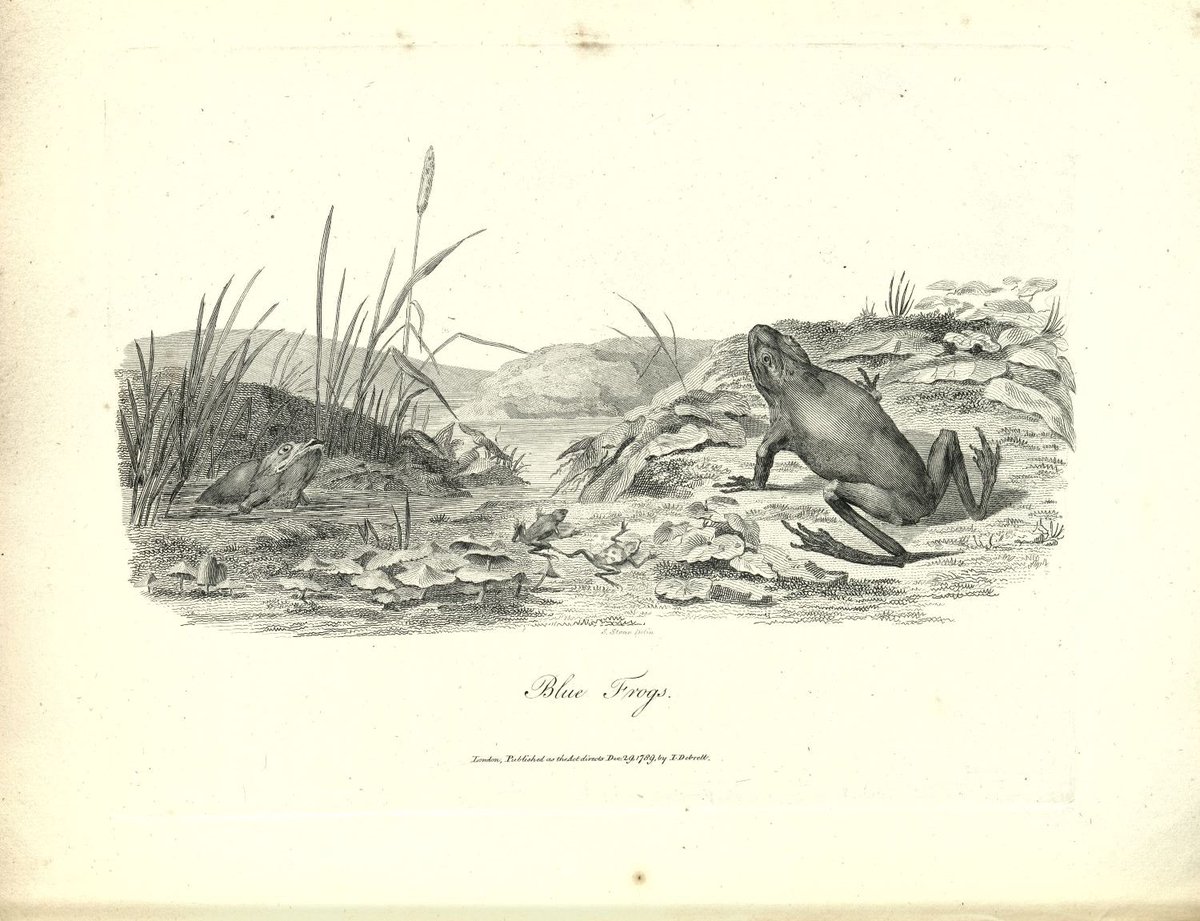 ZSLLibrary's tweet image. #HappyNewYear 
Do hope you enjoyed our 12 days of #frogmas in the run-up to New Year. Our posts featured depictions of frogs in our #specialcollections and @zsllondonzoo.
There were so many, we were very selective so here are just a few we missed but would like to share!🐸