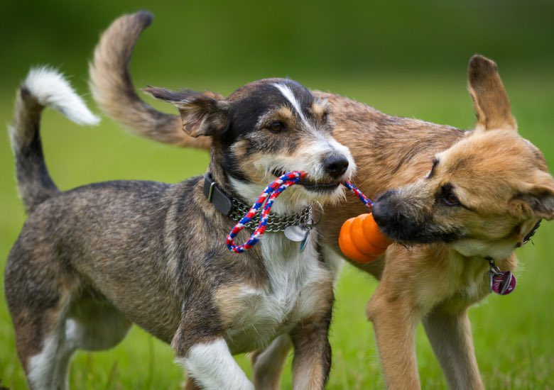 AreDogsOurBestFriends? tweet media