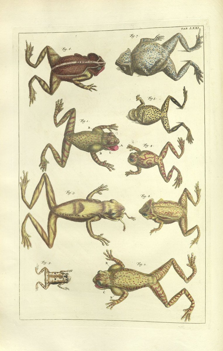ZSLLibrary's tweet image. #HappyNewYear 
Do hope you enjoyed our 12 days of #frogmas in the run-up to New Year. Our posts featured depictions of frogs in our #specialcollections and @zsllondonzoo.
There were so many, we were very selective so here are just a few we missed but would like to share!🐸