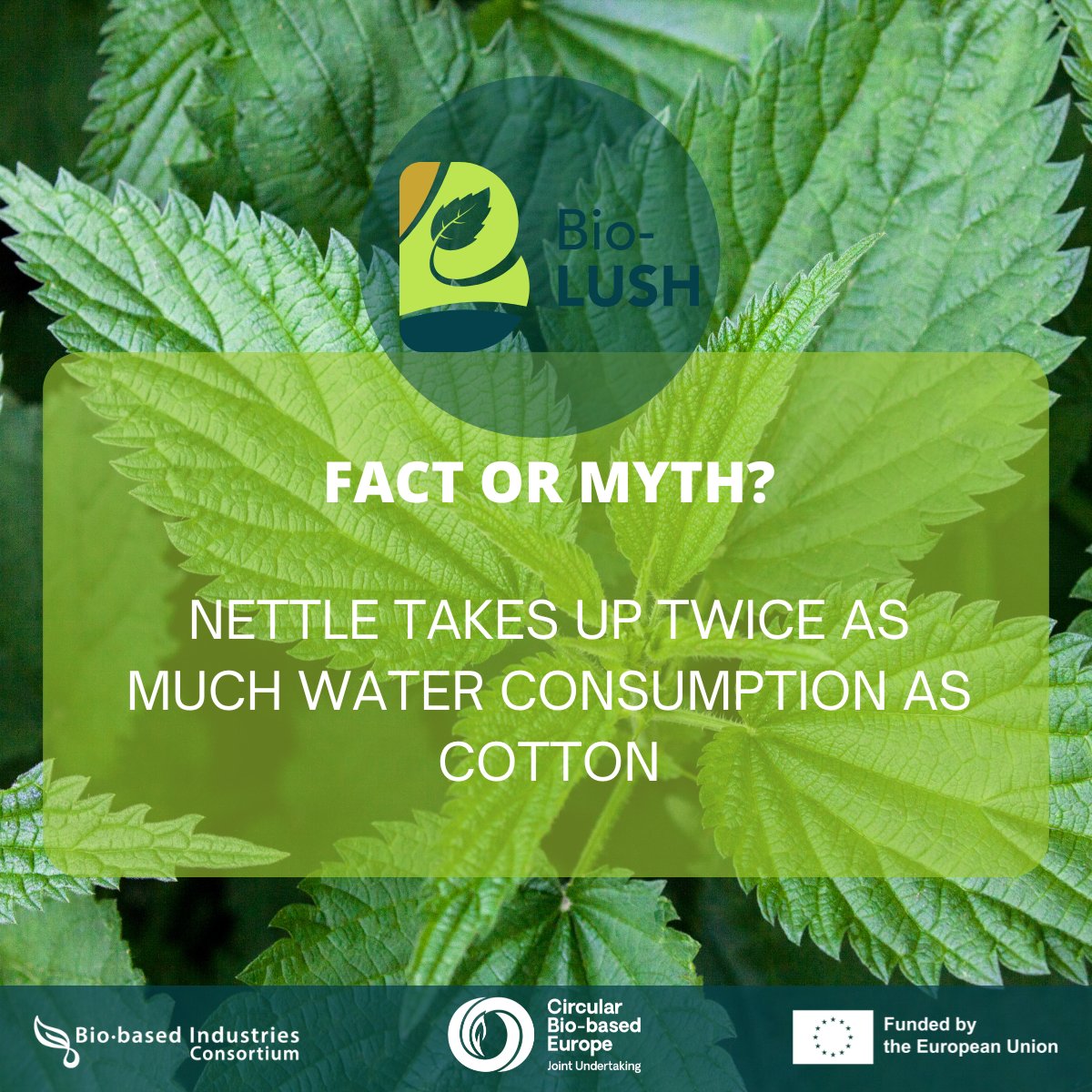 biolusheu's tweet photo. ❗ Myth! ❗

Nettle uses significantly less water than cotton! 🌱💧

Cotton is highly water-intensive, while nettle thrives in low-water environments. It can also grow on marginal land and potentially help improve soil health over time.

#BioLUSH #Sustainability #Innovation https://t.co/u5jqxR30NN