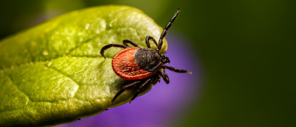 bactiman63's tweet image. #Maine reports more than 3,000 #Lymedisease cases in 2024  #Anaplasma #babesia #ticks open.substack.com/pub/outbreakne…