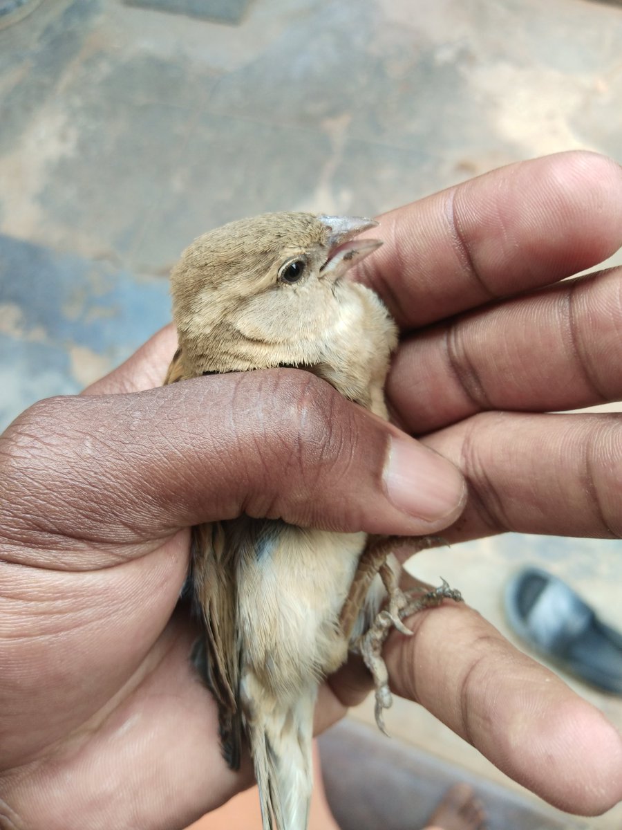 KhamaTimeless's tweet image. ndapeza akuluwa akuwuluka mu room mwanga.....room yoti nasiya yokhoma and ma window otsekaso
.
.
#KHAMA