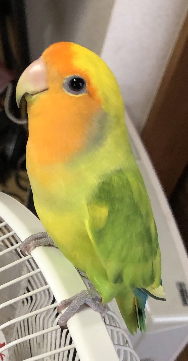 0NASU_1's tweet photo. 父の代理で投稿します。

飼っているコザクラインコが逃げてしまい、情報を探しています。

失踪日は令和6年11月29日、埼玉県所沢市近辺、人慣れしており人の頭に止まりたがります。手乗りです。
#拡散希望　#コザクラインコ https://t.co/lA1ZMxahyU