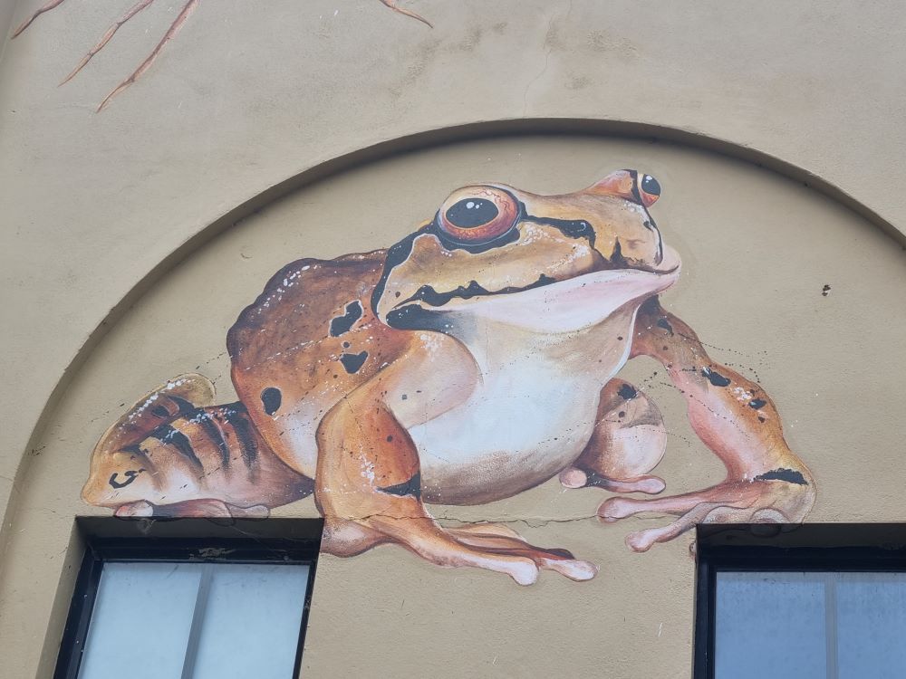 ZSLLibrary's tweet photo. #ChristmasEve and our 5th day of #frogmas.
Mural of a Mountain chicken frog, part of a "Wonder wall" mural by Jane Mutiny, 2022 @zsllondonzoo.
You can see the frogs in the Secret Life of Reptiles and Amphibians at London Zoo: https://t.co/6mz3y9twiS
#WomensArt https://t.co/B2ZXB35HOd