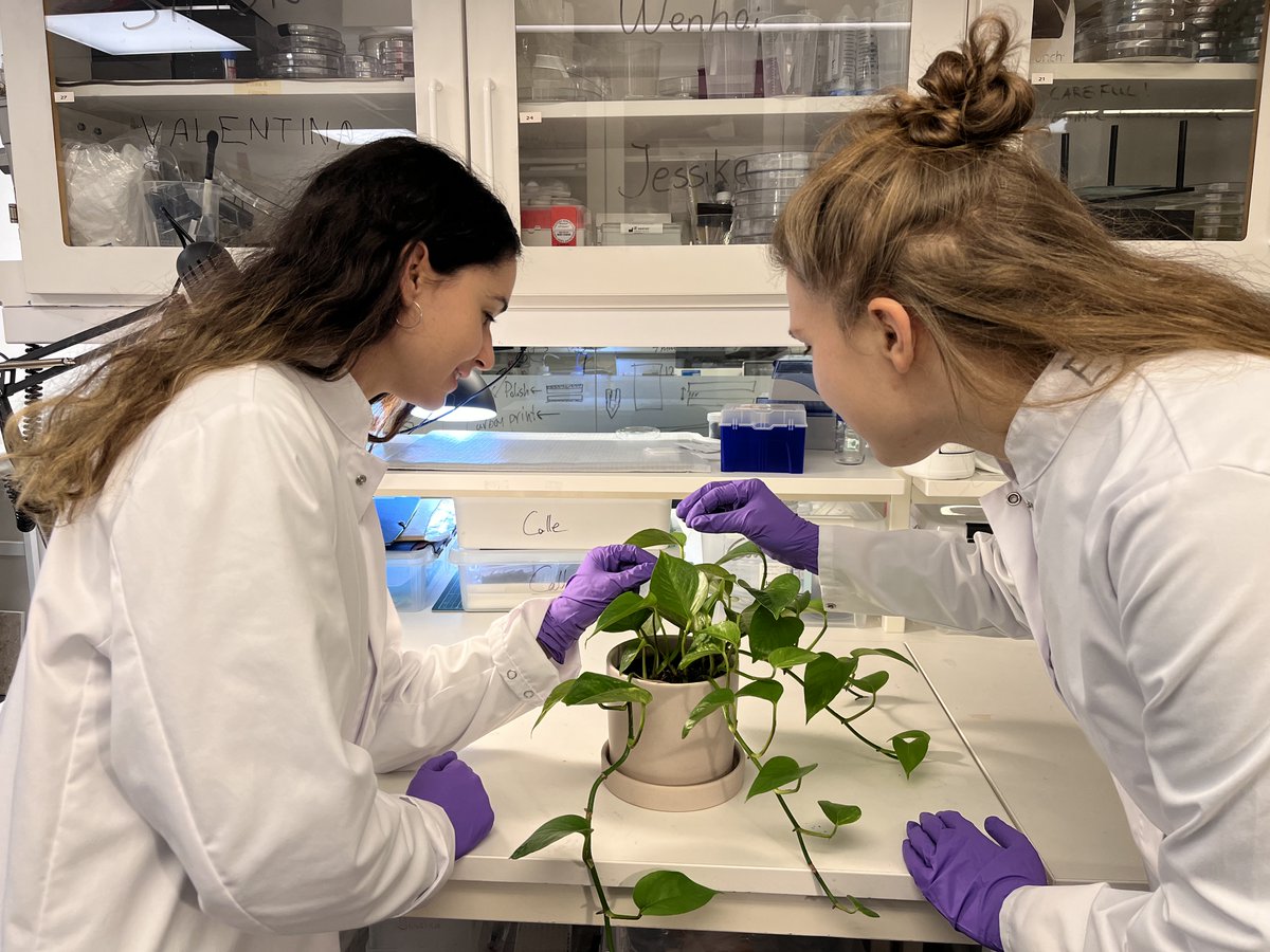 itenergia's tweet photo. ✔️ Nuestra compañera ha realizado una estancia en Suecia en la universidad KTH donde se ha centrado en el desarrollo de microagujas funcionalizadas y dispositivos microfluídicos para su aplicación en #biosensores y #biopilas dentro del proyecto @WatchplantP
#Watchplant https://t.co/yGo8OGgfA6