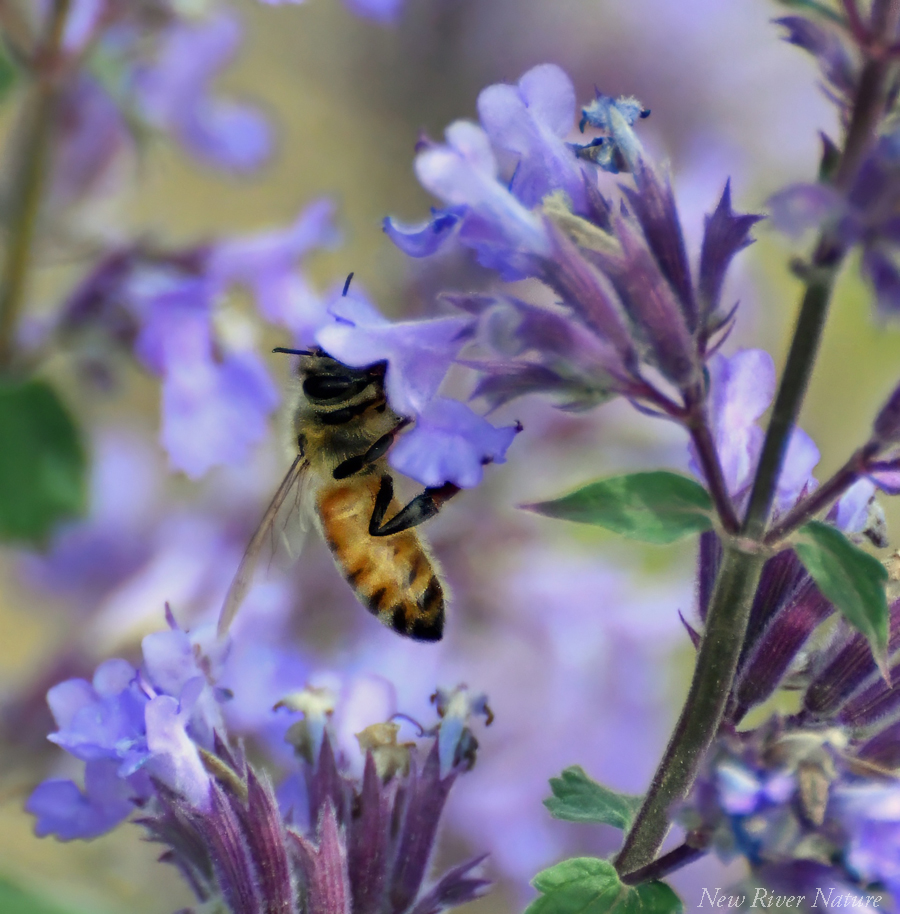 KerriFar's tweet photo. "Radiate boundless love towards the entire world." - Buddha - #TuesdayBlue #SpringMemories #NewRiverNature #NaturePhotography #Bee #Catmint #NatureLovers https://t.co/nYLCUp7Fid