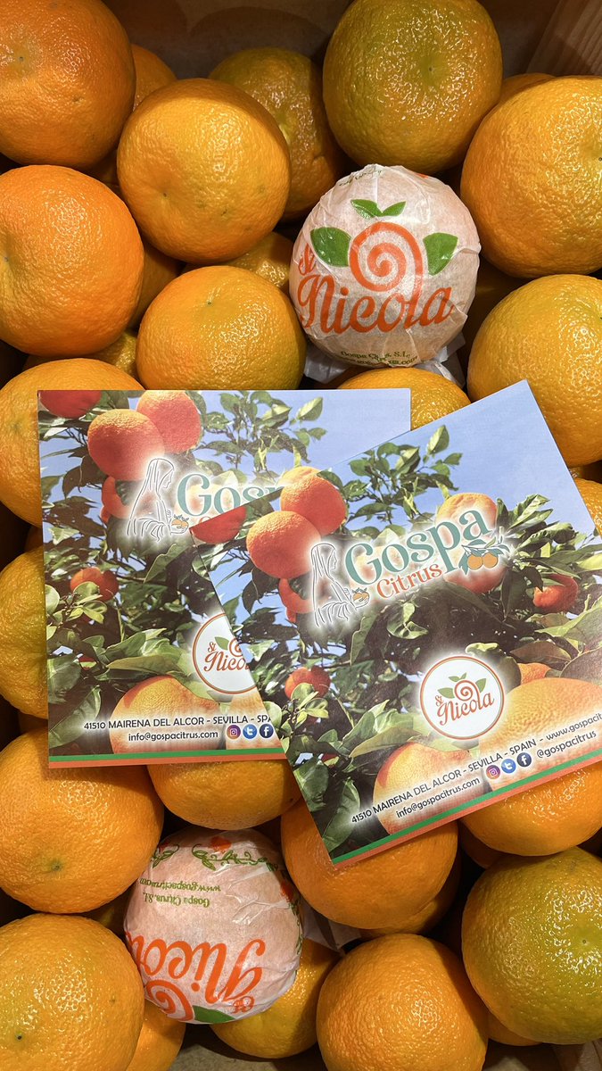 The first GOSPA SEVILLE ORANGES for the UK. Proud to be the first! Proud of those who want to make an excellent Marmalade, of those who want the best. Gospa Sevilles is the preference of the majority. May they shine in your homes!
👉info@gospacitrus.com
#GospaCitrus #ChooseGospa