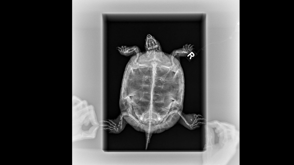 Clinic for Zoo Animals, Exotic Pets and Wildlife tweet media