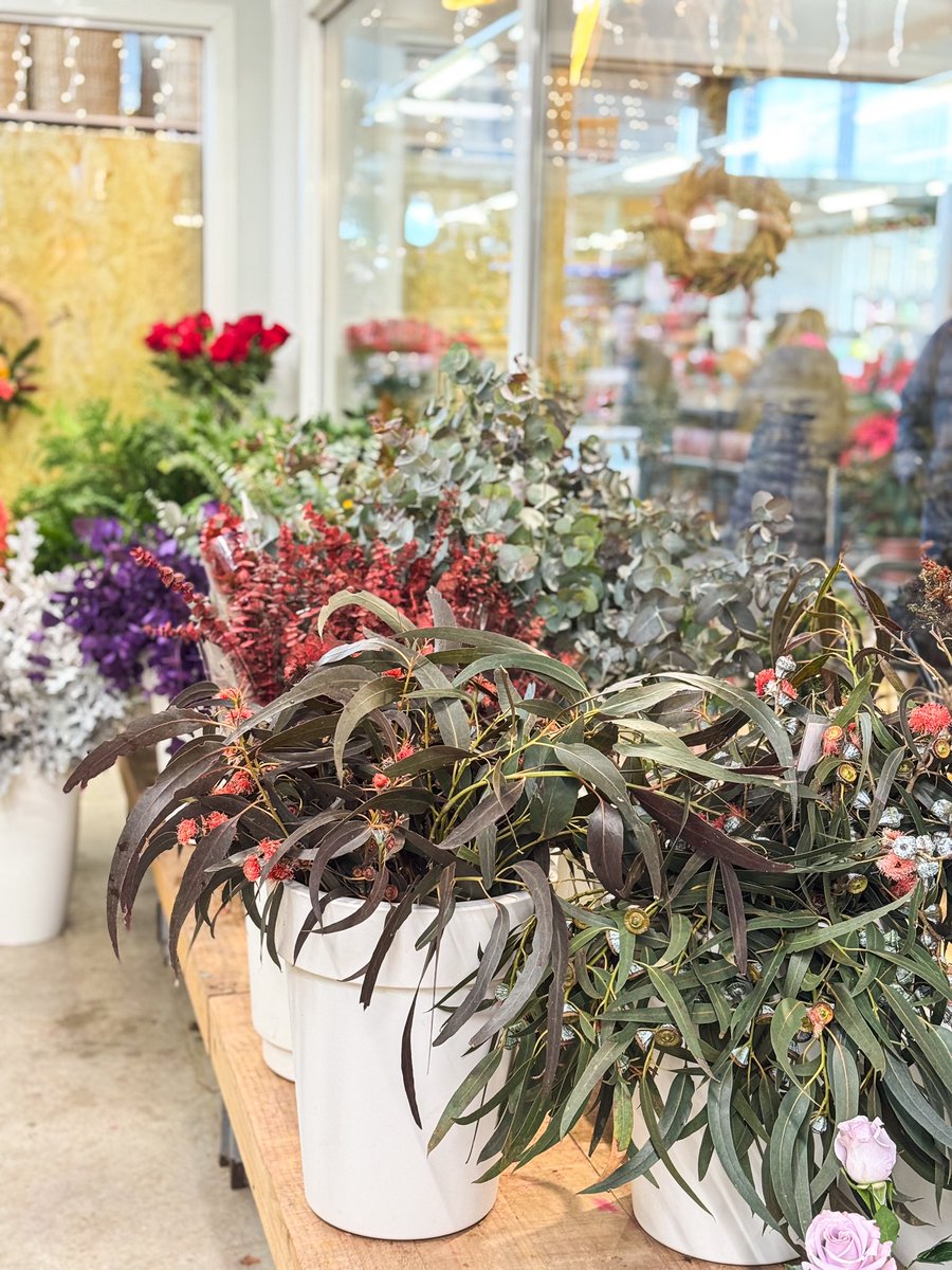 Vivers Ernest 🧡 Home & Garden tweet media
