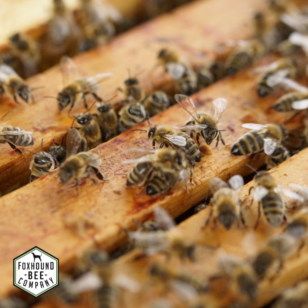FoxhoundBeeCo's tweet image. They’re just buzzing together for some chill time. Every bee needs a break, right? 🐝💛

#FoxhoundBeeCompany #BeeHappy #Beecommunity #BuzzAboutBees #Pollinators
