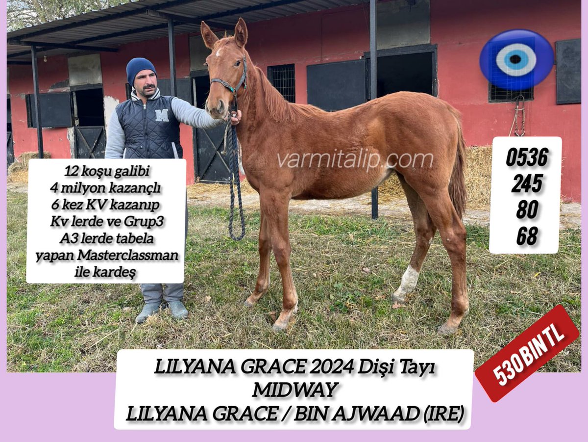 MetinMfg's tweet image. varmitalip.com.tr/index.php?rout… 2024 Doğumlu #Midway&amp;amp;Lilyana Grace dişi tayı, tayımız 4 milyon kazançlı #Masterclassman ile kardeş #vamitalip #İdmanda #KoşanAtlar  #TercihliKısraklar #GebeKısraklar #ArapTaylar #İngilizTaylar #Yearling #ArabianHorses #Stallion #Tjk #Tigem #PansiyonHara