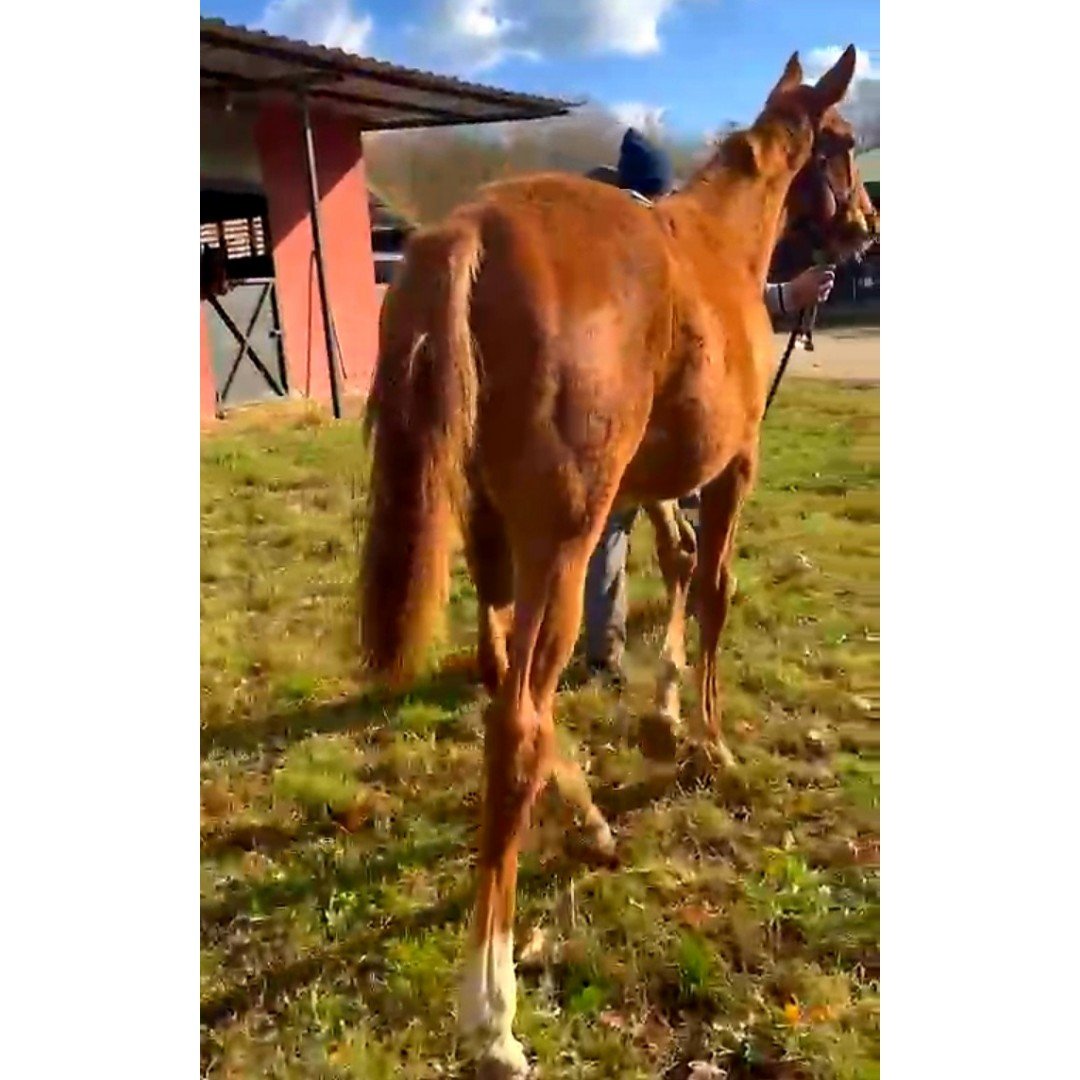 MetinMfg's tweet image. varmitalip.com.tr/index.php?rout… 2024 Doğumlu #Midway&amp;amp;Lilyana Grace dişi tayı, tayımız 4 milyon kazançlı #Masterclassman ile kardeş #vamitalip #İdmanda #KoşanAtlar  #TercihliKısraklar #GebeKısraklar #ArapTaylar #İngilizTaylar #Yearling #ArabianHorses #Stallion #Tjk #Tigem #PansiyonHara