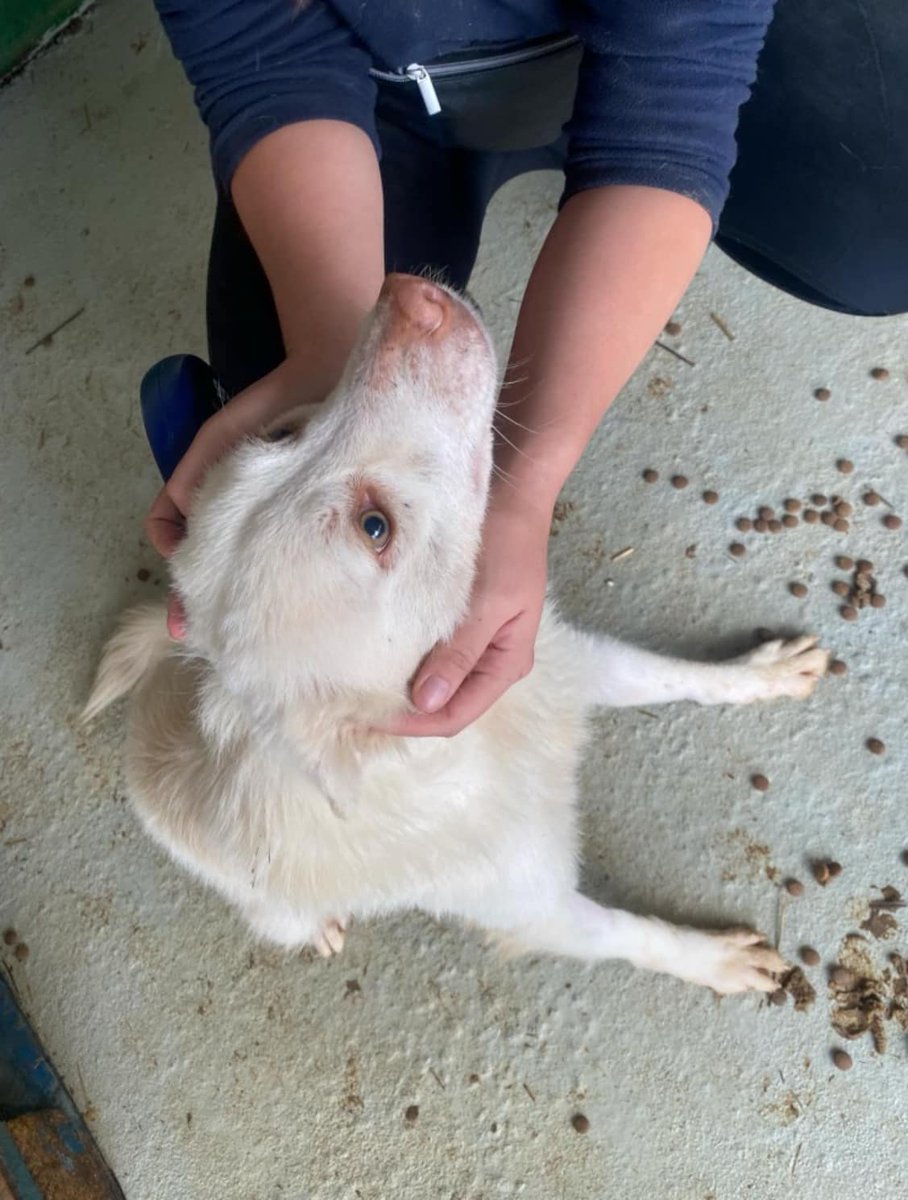 My name is Rupert!
Right now I am in a kennel with other dogs, but I love when humans come to give me food and a stroke.
I hope that one day I will have a home of my own, with my own human, maybe another doggy friend, maybe something soft to lie on.

pawprints2freedom.co.uk/apply