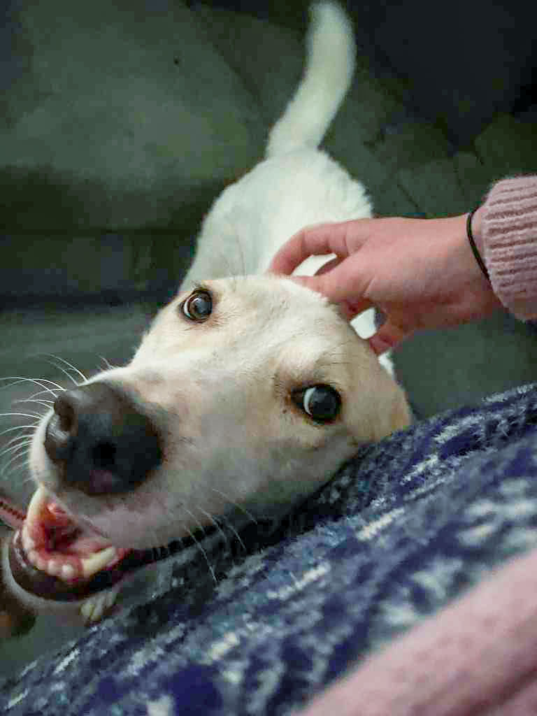 Elf is in foster in #Holsworthy   He is a medium (26" tall = floor to neck) neutered male dog who is 4 years old. He is good with other dogs, and needs a female only home in the first instance.
amiciidogrescue.org.uk/adopt-a-dog
#Devon #Okehampton #Bude #Launceston #Bideford #Tintagel