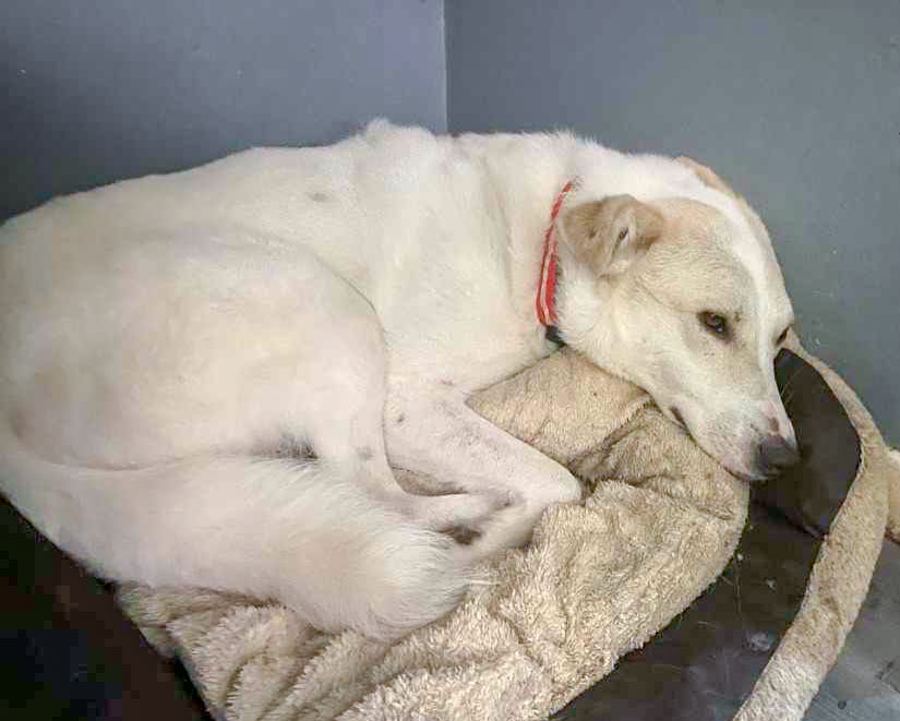 Elf is an affectionate, sensitive soul, who loves attention and who will be your shadow and best buddy (in the right home) He just loves snuggling on the sofa. He will stand for ages to have his ears stroked, and will come up to you for cuddles and hugs
amiciidogrescue.org.uk/adopt-a-dog