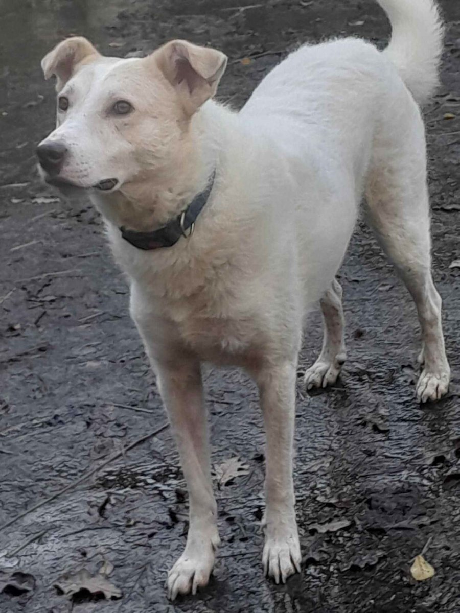 Elf is obedient and good on the lead, he enjoys walks He is friendly around other dogs too. Sadly, Elf has clearly been through some tough times and it is obvious he has been victim of a "heavy hand" - he will lie flat and terrified if spoken to abruptly
amiciidogrescue.org.uk/adopt-a-dog