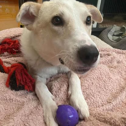 Elf is frighted of men, and needs time, understanding and lots of gentle, positive experiences to learn that men are OK. Elf does currently have an affectionate relationship with a trusted male, so we know he can learn to trust but will need support 
amiciidogrescue.org.uk/adopt-a-dog
#Bude