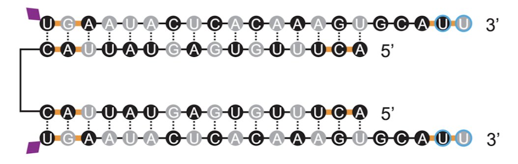 Eric Vallabh Minikel (@cureffi) on Twitter photo Today we introduce a new drug candidate for prion disease: a PrP-lowering divalent siRNA. A 4-year collaboration with <a href="/RTI_UMassChan/">RNA Therapeutics Institute</a> enabled by <a href="/NINDSfunding/">NINDSfunding</a> IGNITE & URGenT mechanisms. biorxiv.org/content/10.110…
Our hope is to advance this to the clinic, wish us luck! Today we introduce a new drug candidate for prion disease: a PrP-lowering divalent siRNA. A 4-year collaboration with <a href="/RTI_UMassChan/">RNA Therapeutics Institute</a> enabled by <a href="/NINDSfunding/">NINDSfunding</a> IGNITE & URGenT mechanisms. biorxiv.org/content/10.110…
Our hope is to advance this to the clinic, wish us luck!