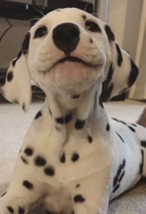 Crofadogs's tweet photo. 🚀 $Crofa 🐾 crooked face 🚀

I have 5 minutes to leave for work. 🏃‍♂️

My dog: Let's play 'Catch Me If You Can' for 20 minutes! 🐕💨

Dogs have the BEST timing, right? 😂 Share your dog's 'perfect timing' stories below!

Follow @CROFA for more relatable pet moments! 🐾"

#Dog https://t.co/vdgobMywrI
