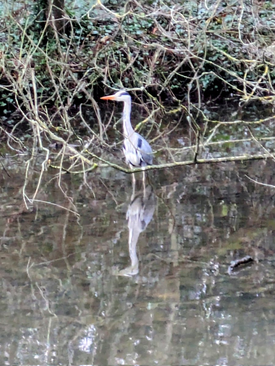 Hey <a href="/runningpunks/">Running Punks</a> 👋 Photo from this morning's stroll, featuring R.P. Heron esq 🙂
