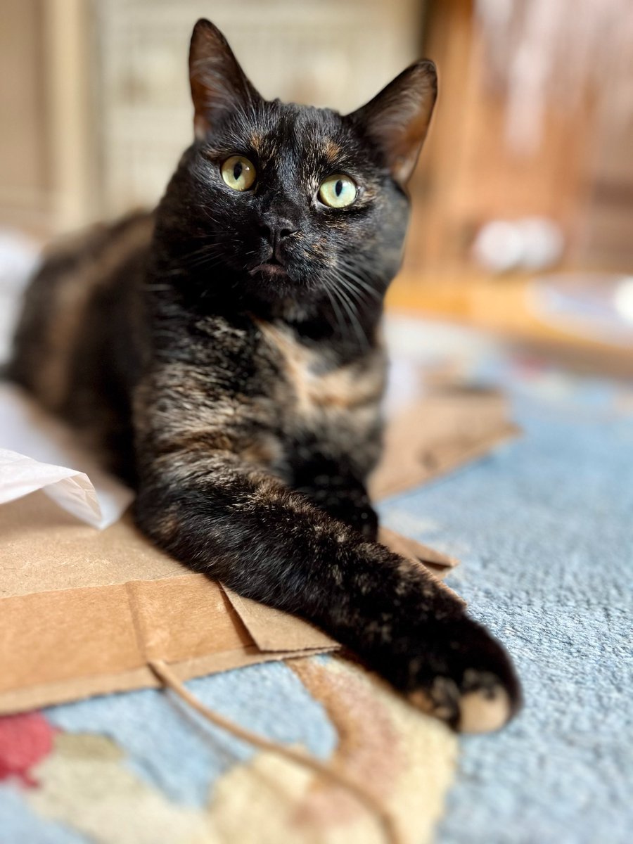 Hi Frenz👋🏻 It’s #tortietuesday 🐈‍⬛ Have a terrific day!
#cats #lucylove #catlogic